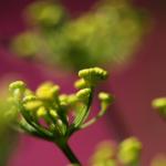 Fall 2015: Medicinal Herbs: Creating Your Natural Medicine Cabinet - NCAR 105