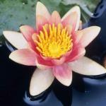 Spring 2021: Well-being Through Mindfulness — KINE 1000