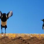 Fall 2015: The Neuroscience of Learning & Change - NCPH 110