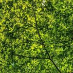 Mindfulness and Nature—KINE 1055—Fall 2021