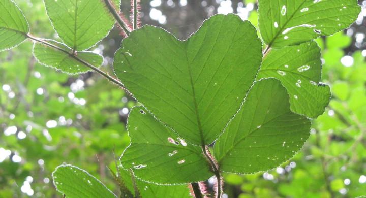 The 2015 Wisdom & Well-Being Speaker Series