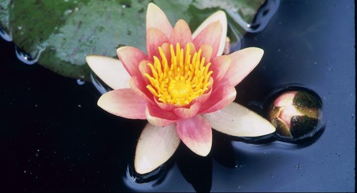 Spring 2013: Mindfulness and Compassion: Living Fully Personally and Professionally - NUIP 3030 & RELB 3559